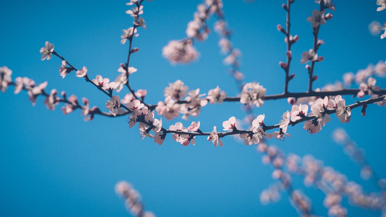 Guida: come ottimizzare l'uso di Fast Clear WC durante le pulizie di primavera